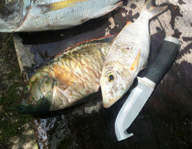 Fischentschupper_teaser