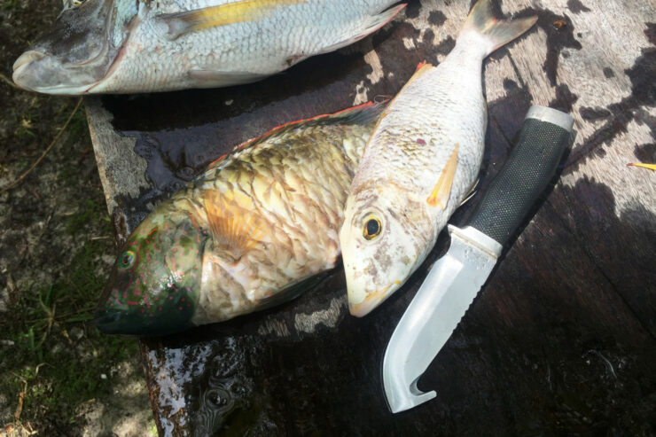 Fischentschupper_teaser
