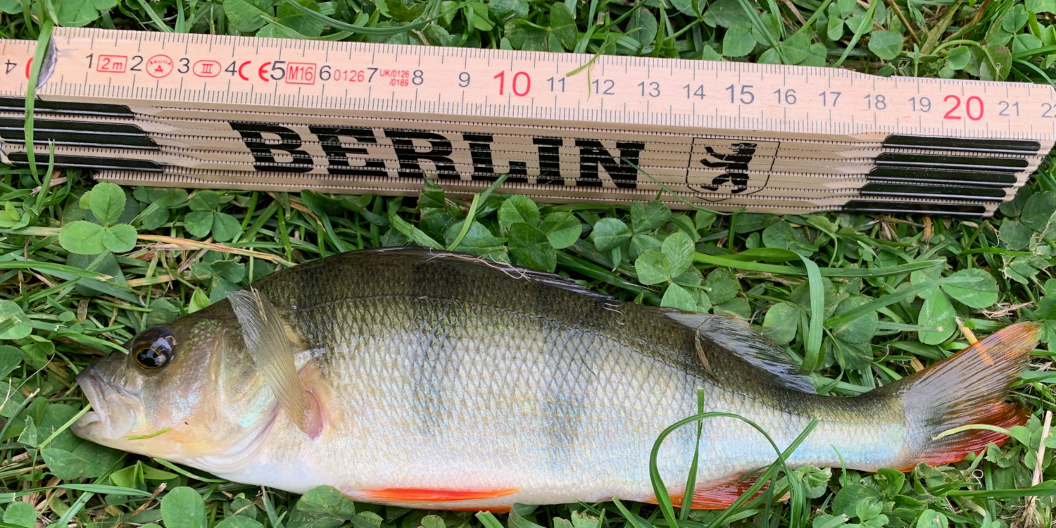 Schonzeiten_Mindestmaße_in_Deutschland